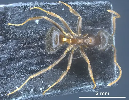 Lasius longipalpus specimen