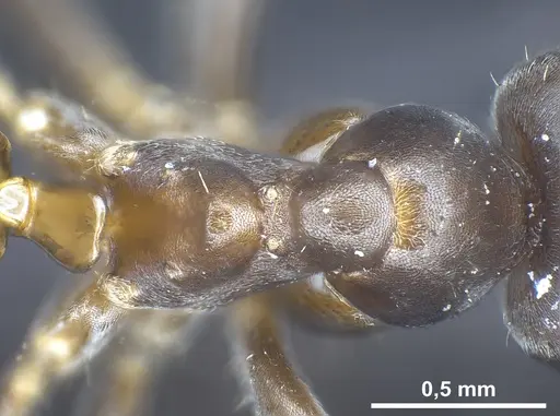 Lasius longipalpus specimen