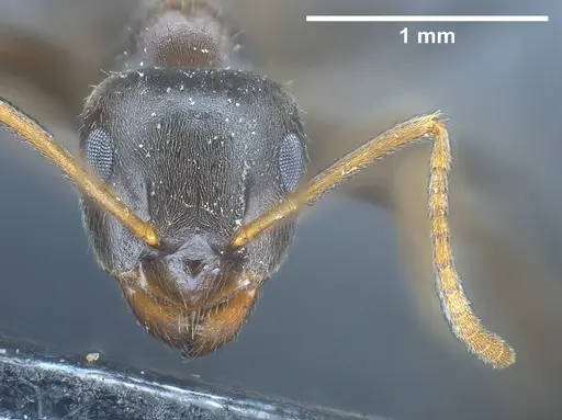 Lasius longipalpus specimen