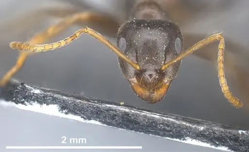 Lasius longipalpus - ANTWEB1041446