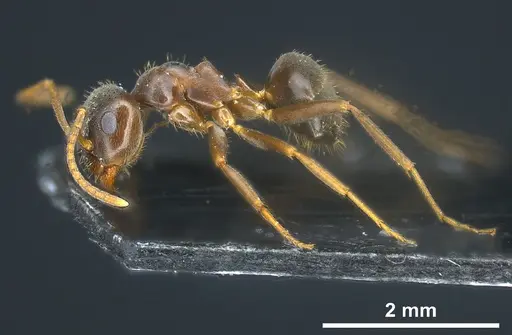 Lasius longipalpus - ANTWEB1041446