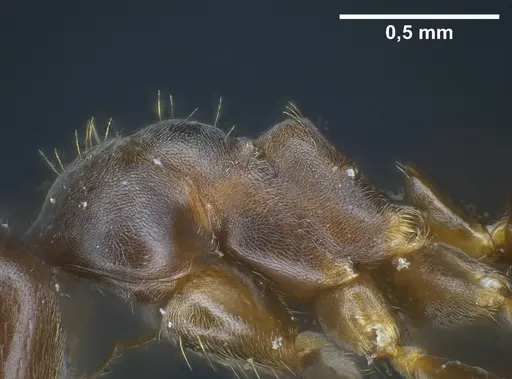 Lasius longipalpus - ANTWEB1041446