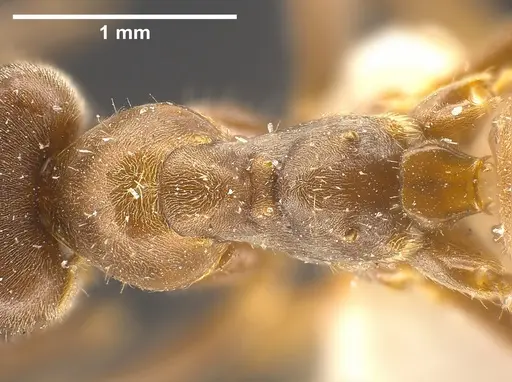 Lasius magnus specimen
