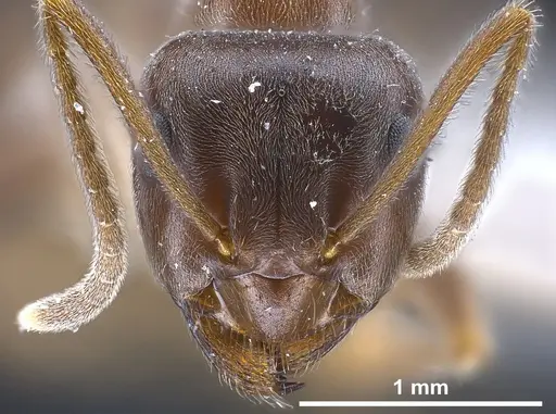 Lasius magnus specimen