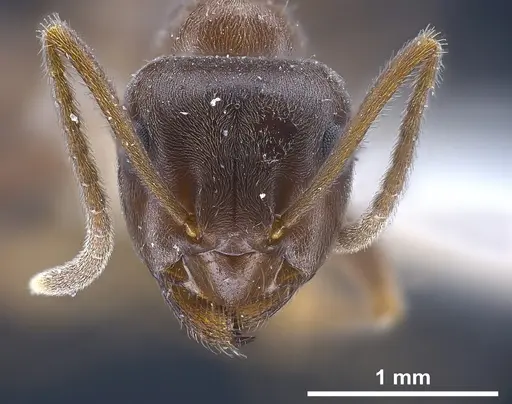 Lasius magnus - ANTWEB1041272