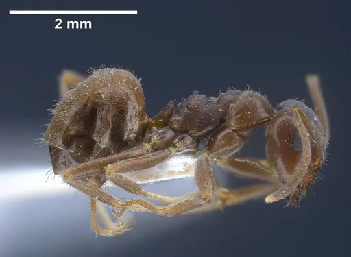Lasius magnus - ANTWEB1041272