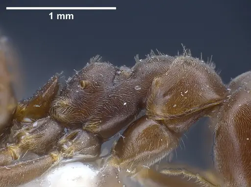 Lasius magnus - ANTWEB1041272