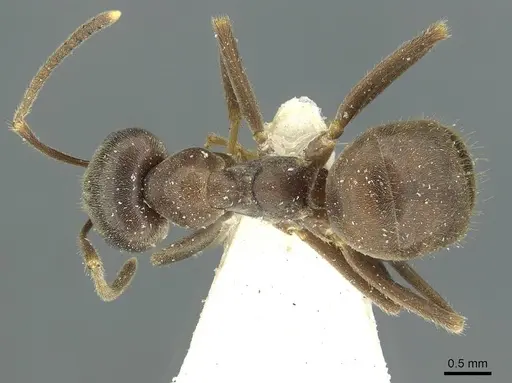 Lasius magnus - CASENT0912294