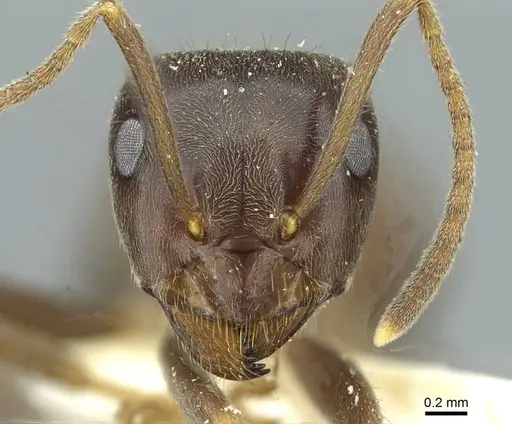 Lasius magnus - CASENT0912294