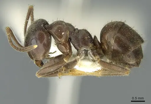 Lasius magnus - CASENT0912294