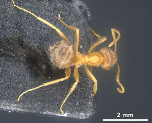 Lasius maltaeus specimen