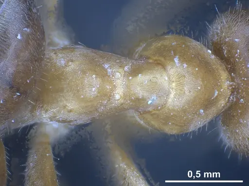 Lasius maltaeus specimen