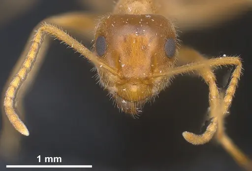 Lasius maltaeus - ANTWEB1041447