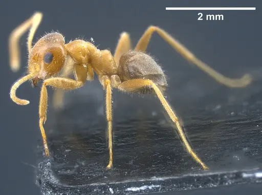 Lasius maltaeus - ANTWEB1041447