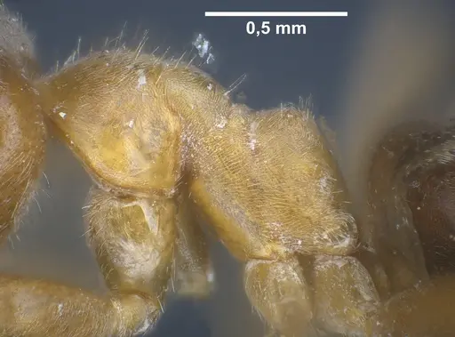Lasius maltaeus - ANTWEB1041447