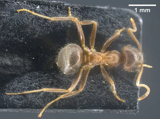 Lasius mauretanicus specimen