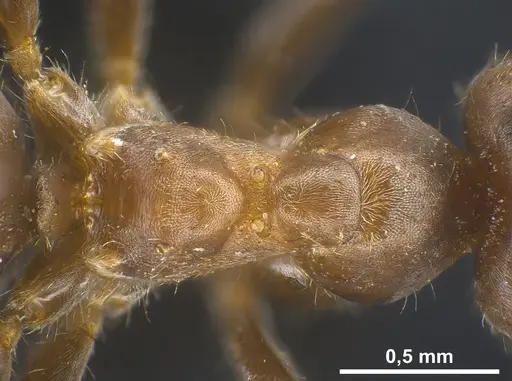 Lasius mauretanicus specimen