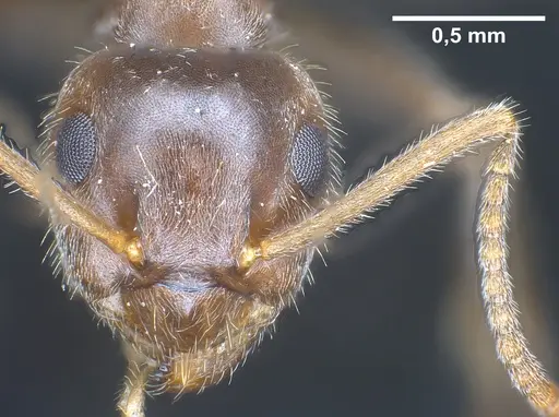 Lasius mauretanicus specimen