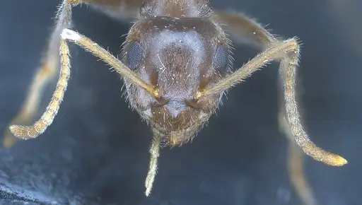 Lasius mauretanicus - ANTWEB1041448