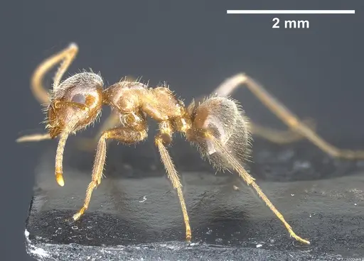 Lasius mauretanicus - ANTWEB1041448