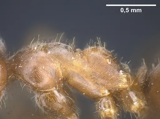 Lasius mauretanicus - ANTWEB1041448