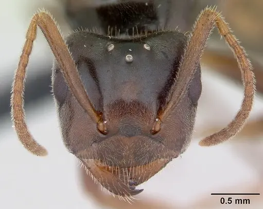 Lasius meridionalis specimen