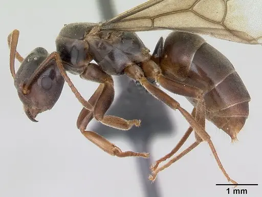 Lasius meridionalis specimen