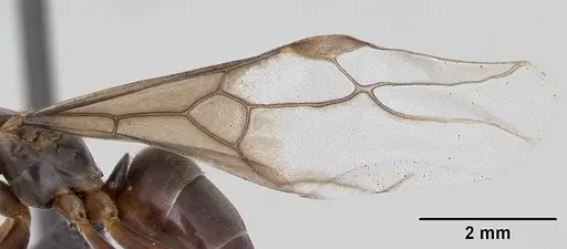 Lasius meridionalis - CASENT0172711