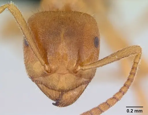 Lasius meridionalis - CASENT0172741