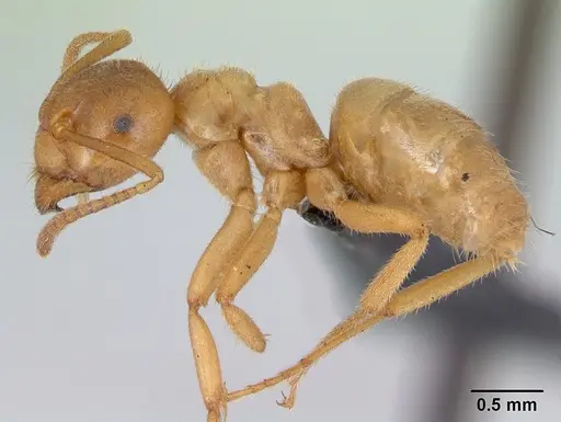 Lasius meridionalis - CASENT0172741