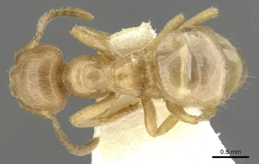 Lasius mexicanus specimen