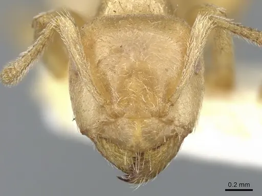 Lasius mexicanus specimen