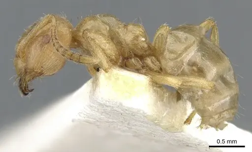 Lasius mexicanus specimen