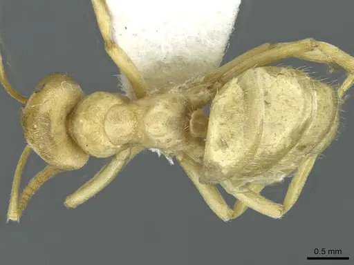 Lasius mikir specimen