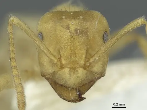 Lasius mikir specimen
