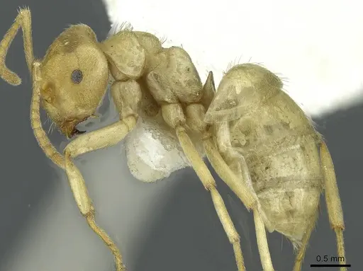 Lasius mikir specimen