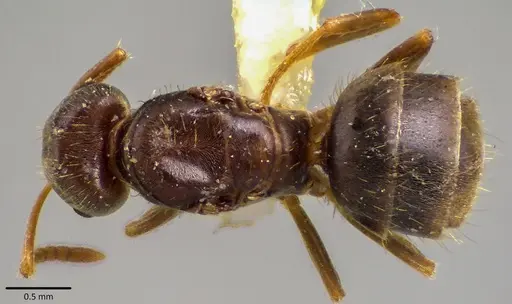 Lasius minutus specimen