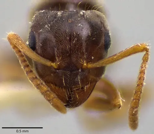 Lasius minutus specimen