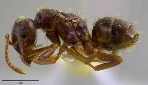 Lasius minutus specimen