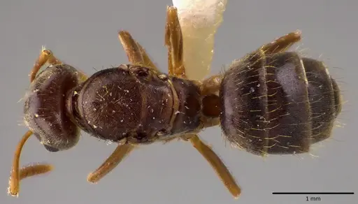 Lasius minutus - ANTWEB1048501