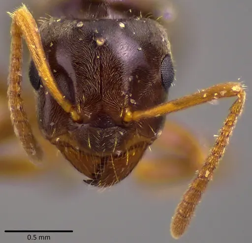 Lasius minutus - ANTWEB1048501