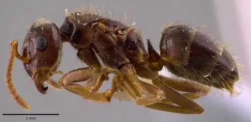 Lasius minutus - ANTWEB1048501
