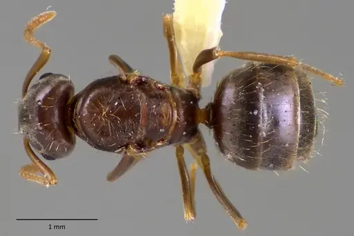 Lasius minutus - ANTWEB1060171