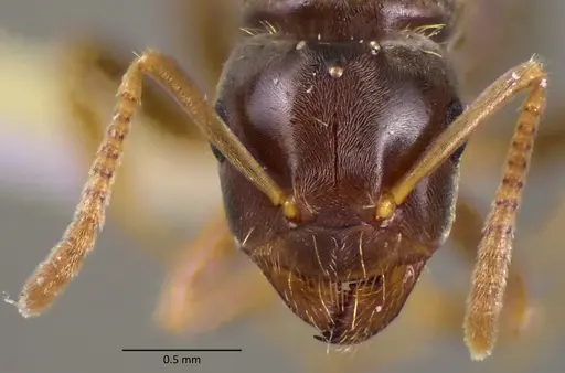 Lasius minutus - ANTWEB1060171