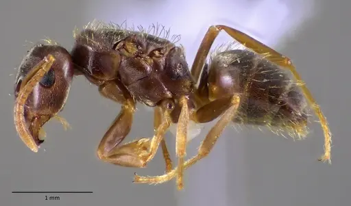 Lasius minutus - ANTWEB1060171