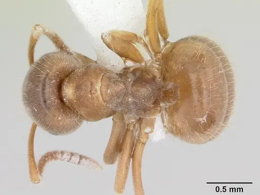 Lasius minutus - CASENT0104880