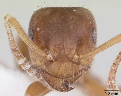 Lasius minutus - CASENT0104880