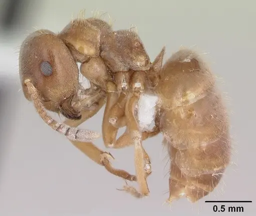 Lasius minutus - CASENT0104880