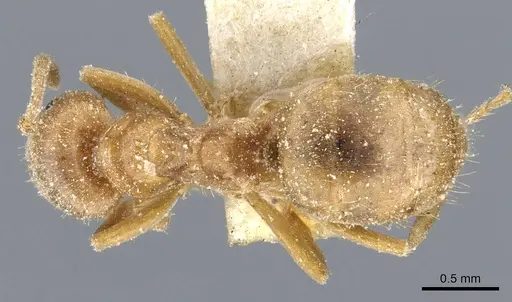 Lasius minutus - CASENT0905681