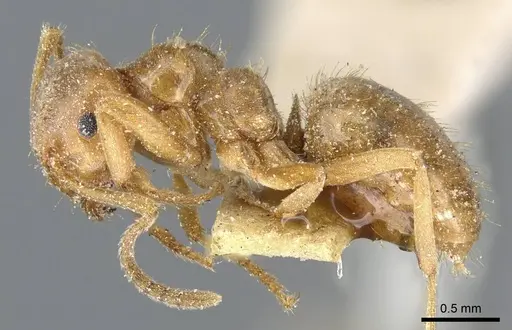 Lasius minutus - CASENT0905681
